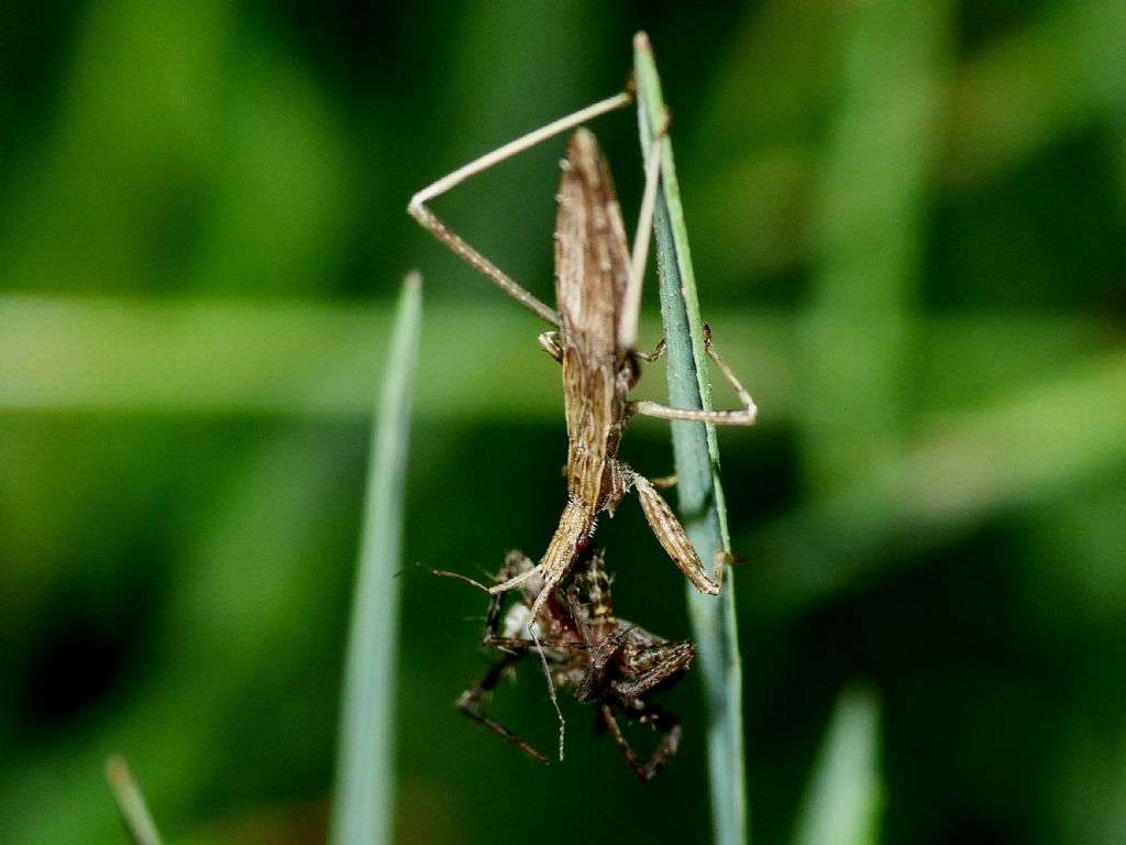 Reduviidae: Sastrapada baerensprungli, predatori di ragni